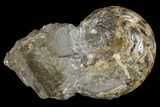 Unusual Goniatite (Goniatites) Fossil - Oklahoma #117204-1